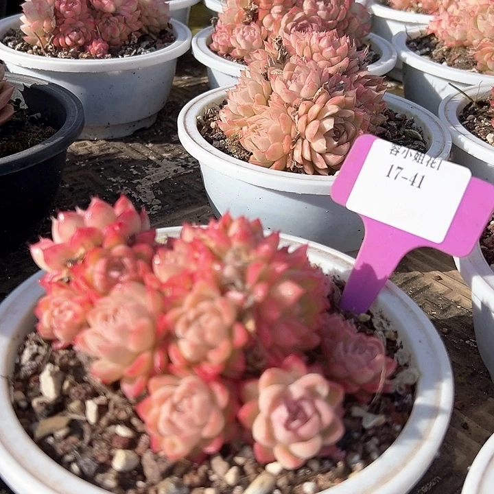 17.41.女万带盆一个多肉