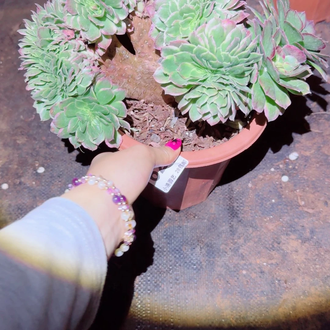 627海王缀化多肉植物满28包邮