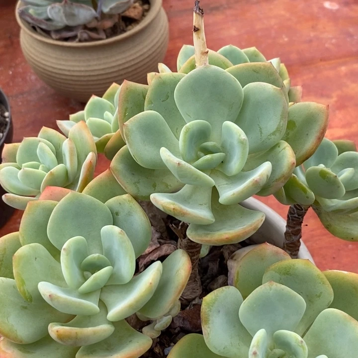 白月光老桩无砍多肉