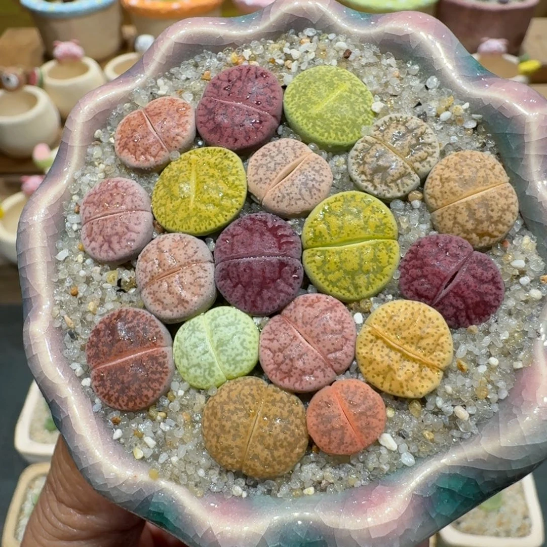 蘑菇1197紫薰彩拼多肉植物