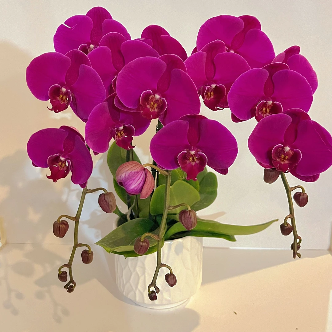 蝴蝶兰《大辣椒】年宵花 高端花卉 送礼乔迁 好养耐养碧绿爆根