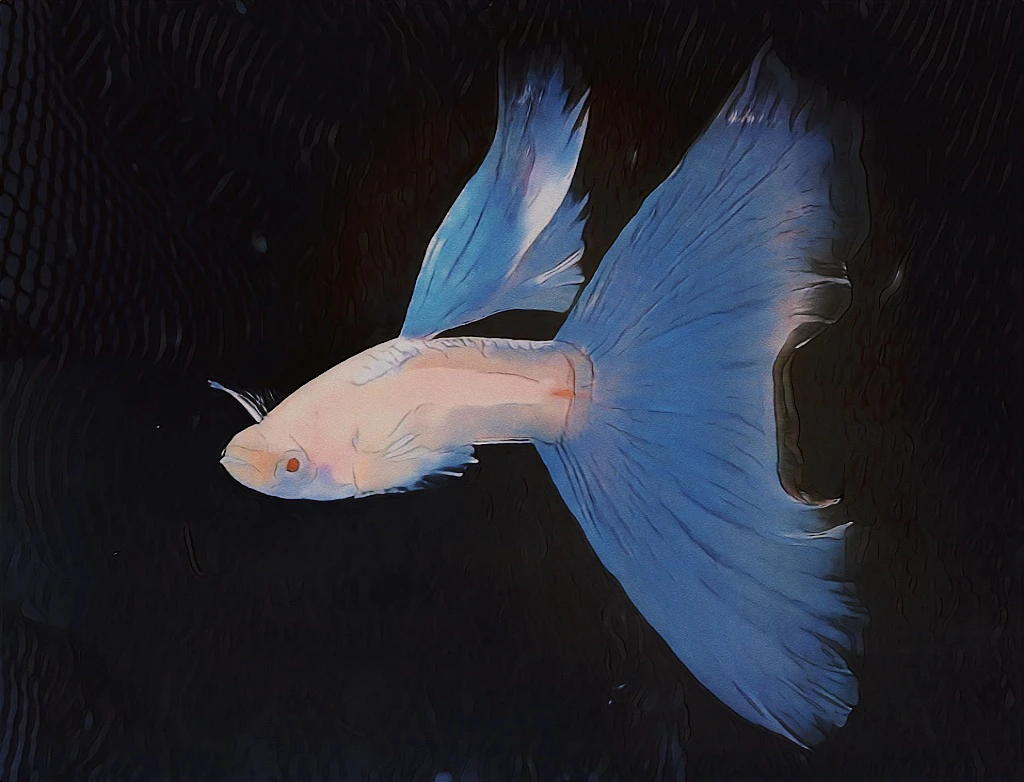 柒柒精品孔雀鱼直播间专拍（一物一拍）（凭完整开箱视频报损）