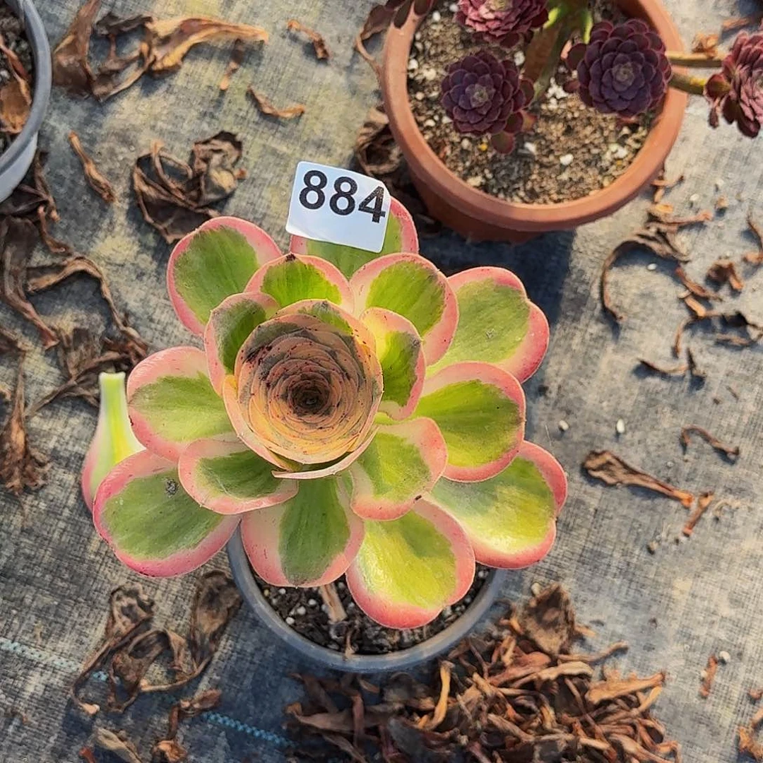 彦***（不开花植物884燕姿锦半木质桩