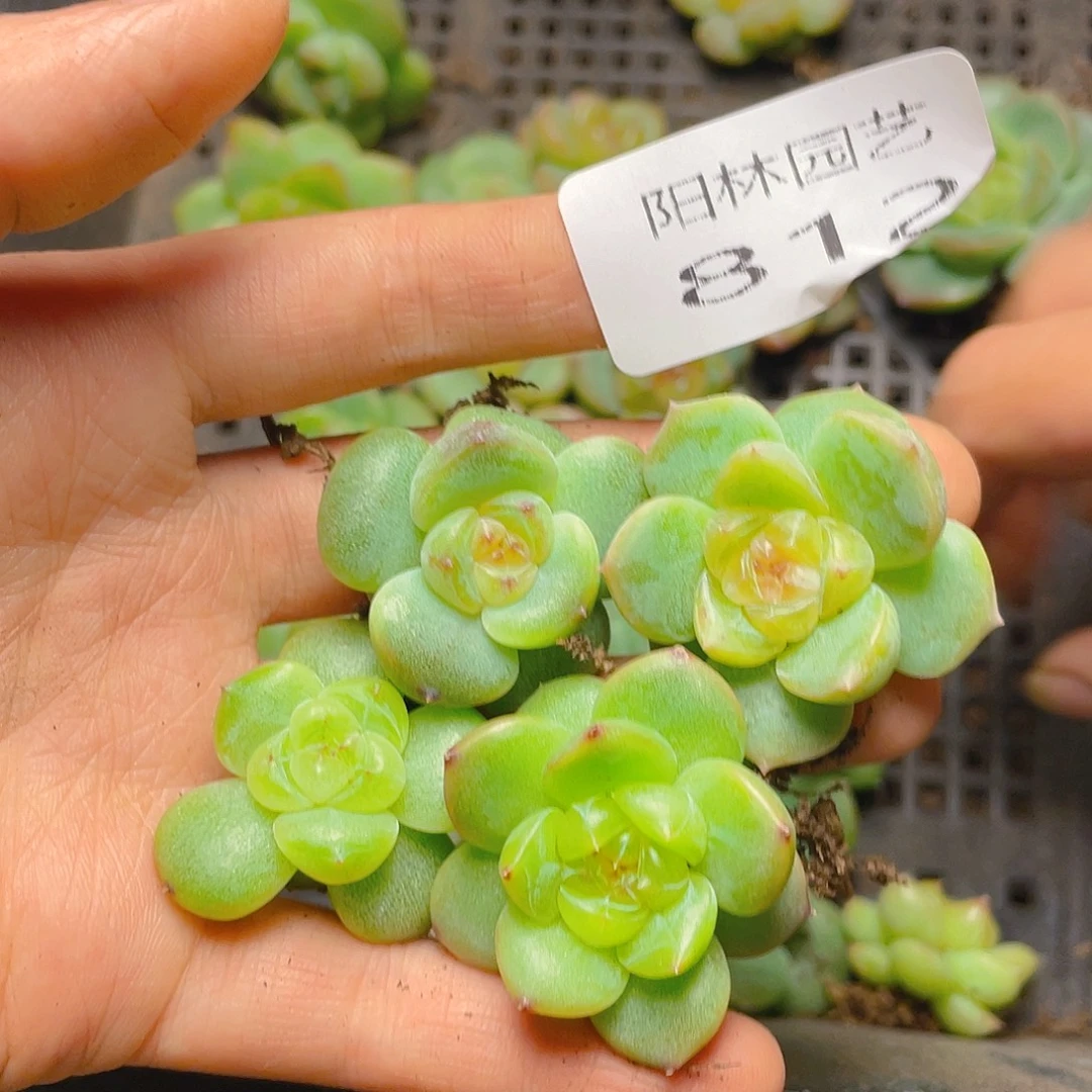 小***帽  多肉植物多肉植物812