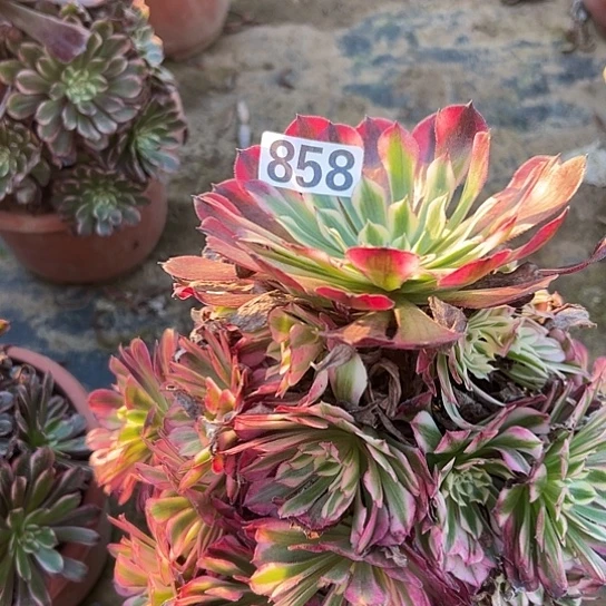 红***瑚多肉植物一个仙子858