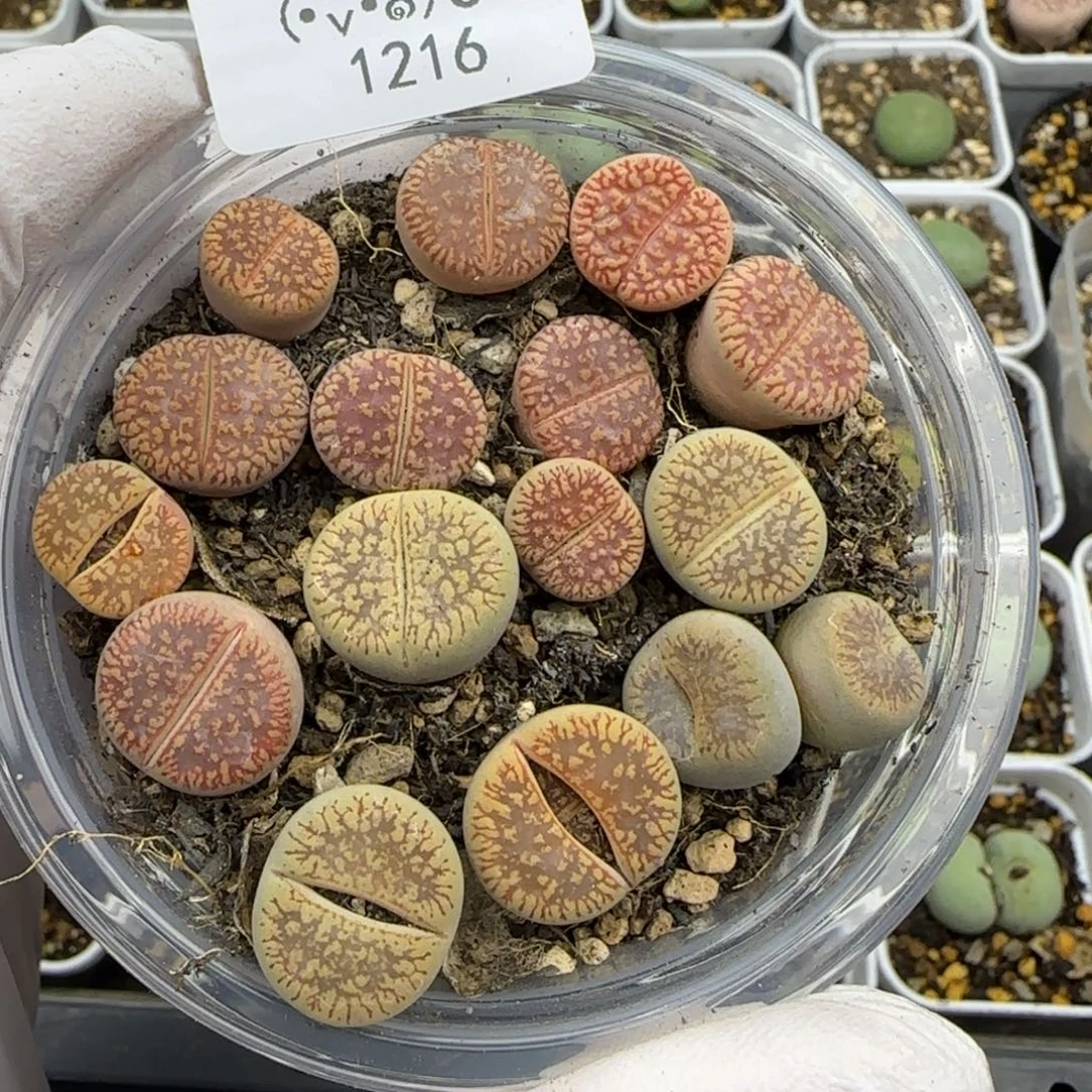 1216。默认脱土。18包邮。偏远88包邮