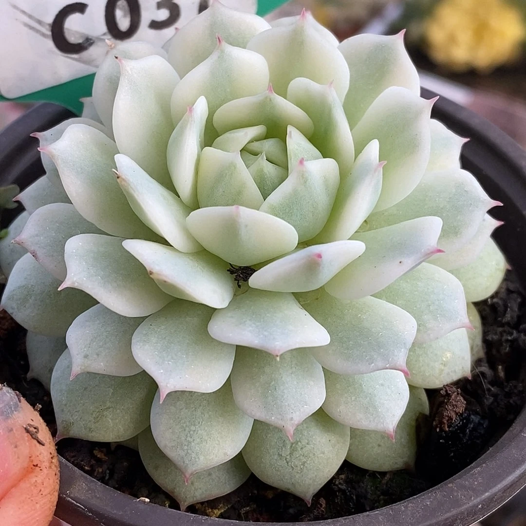 037静夜哈哈哈哈哈哈