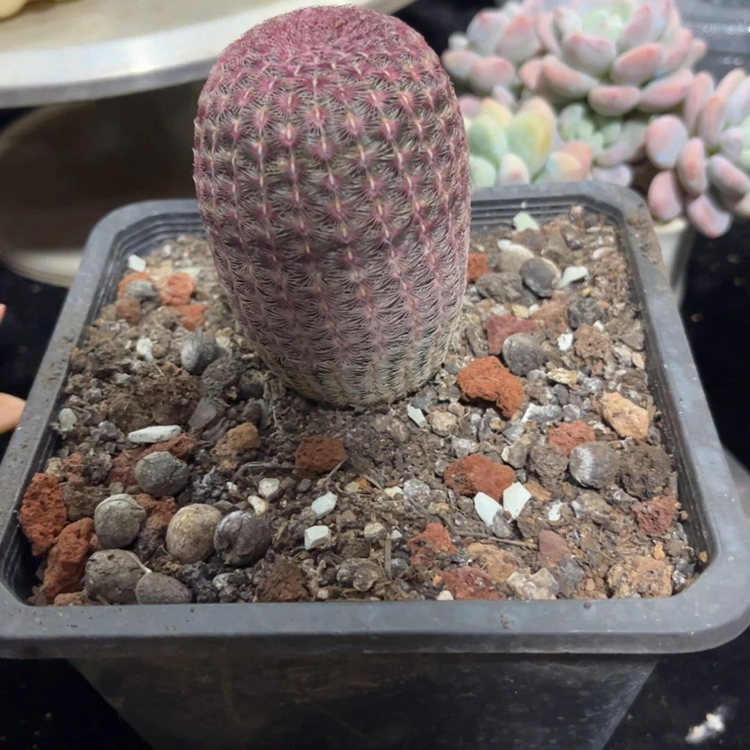 顺***场好姑娘多肉园艺，红太阳