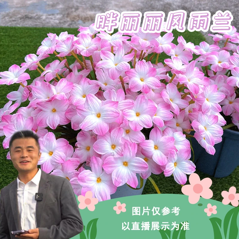 胖丽丽风雨兰花卉种植品种盆栽易养护