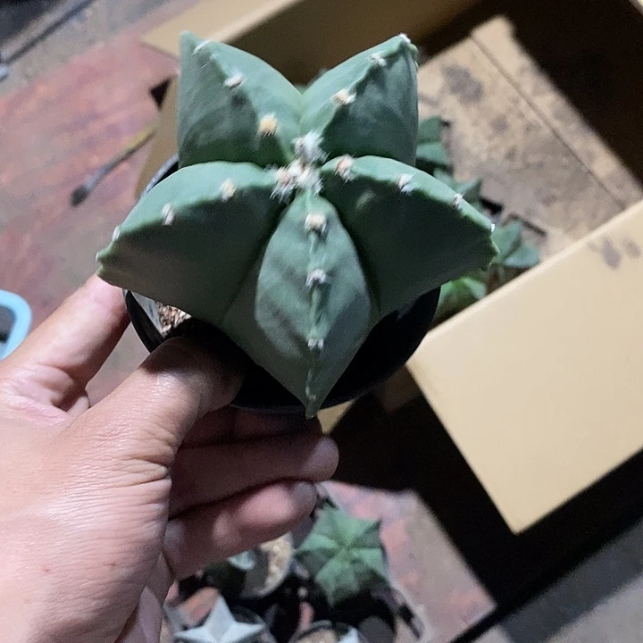 你***活鸾凤玉实生脱土发货