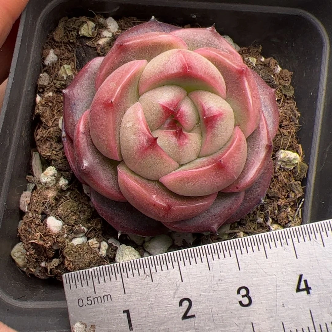 522 多肉植物组合