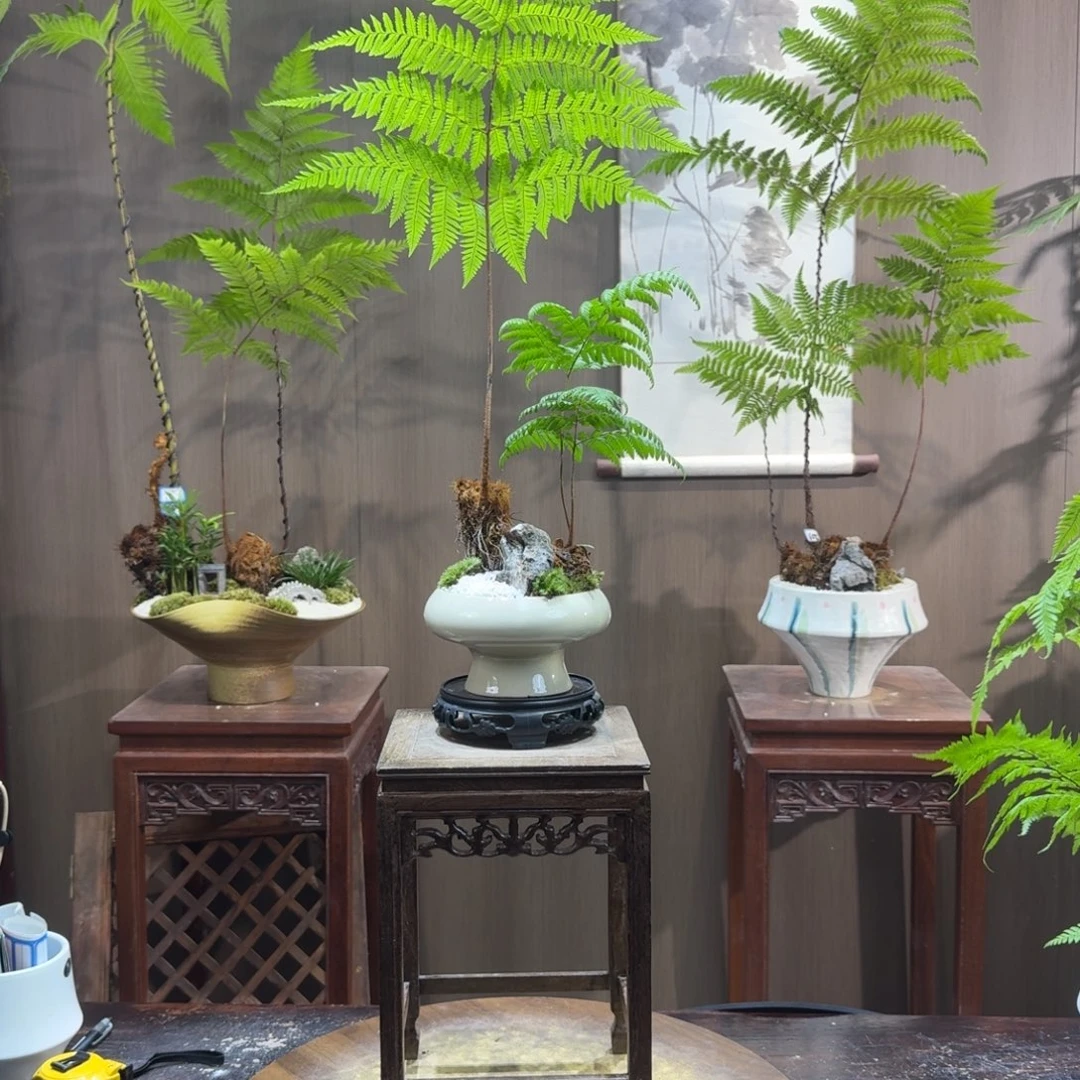 源***泉无花朵室内设计蕨类植物