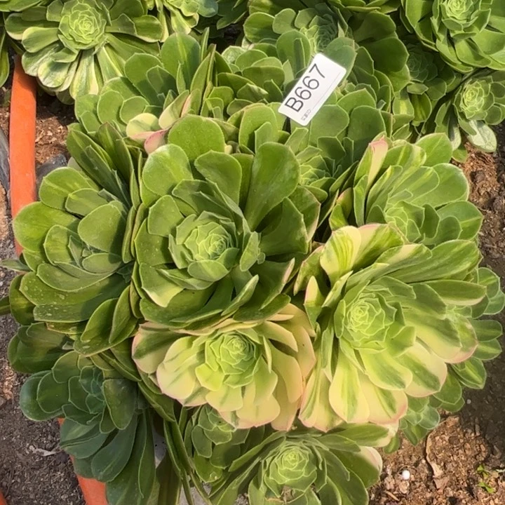 667琉璃多肉植物