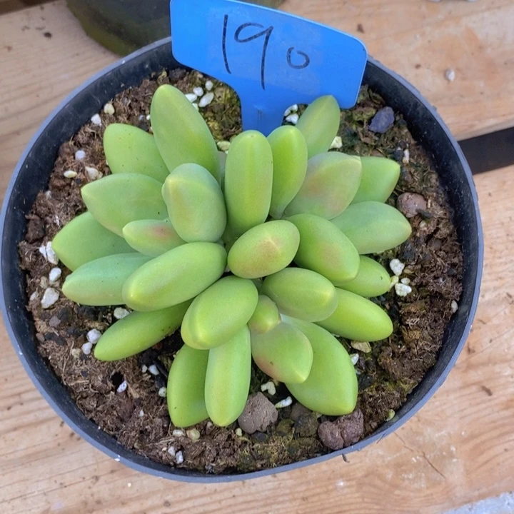 这么大岁数怎么会长出