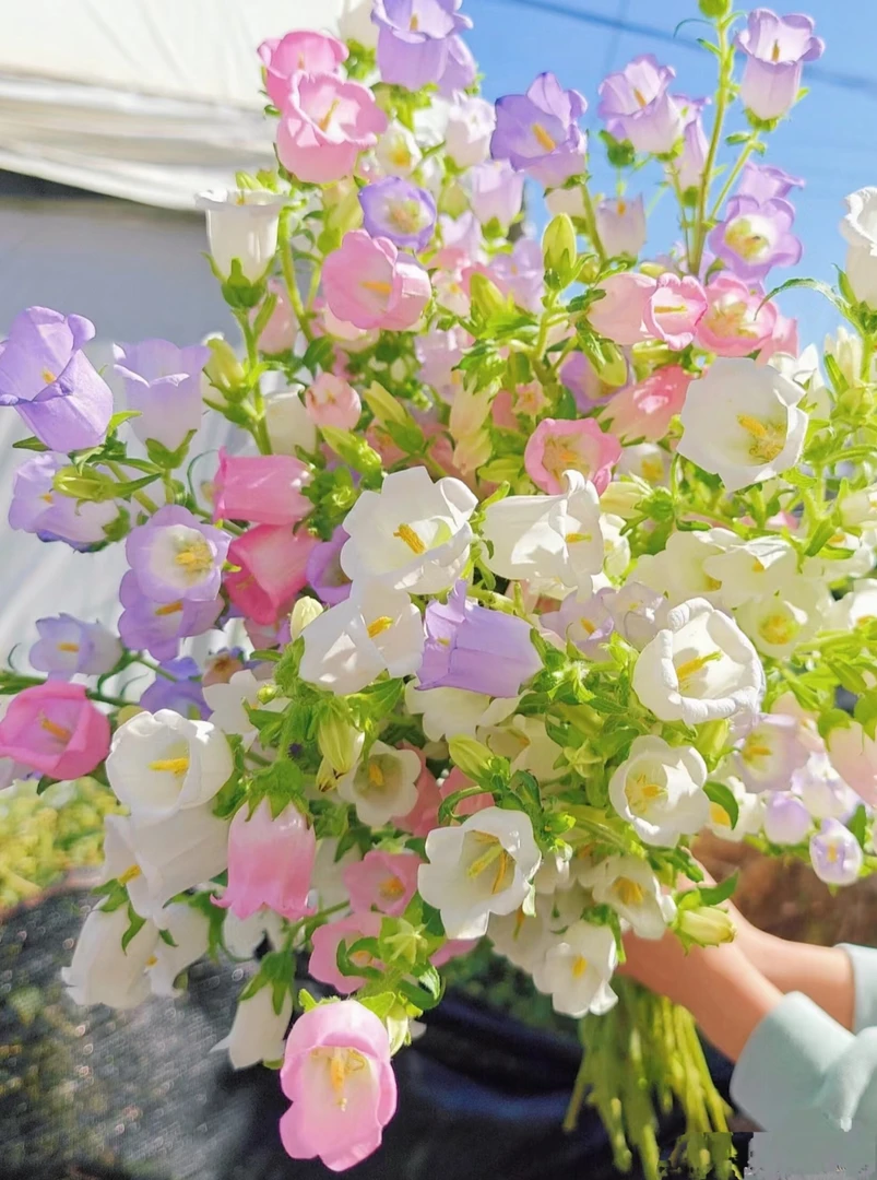 【锦裳花】风铃花 基地直发  两单升级EMS空运/京东冷链