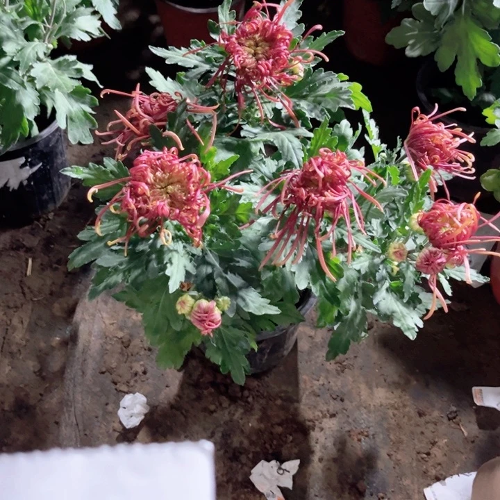 小***子盘龙风舞一物一拍