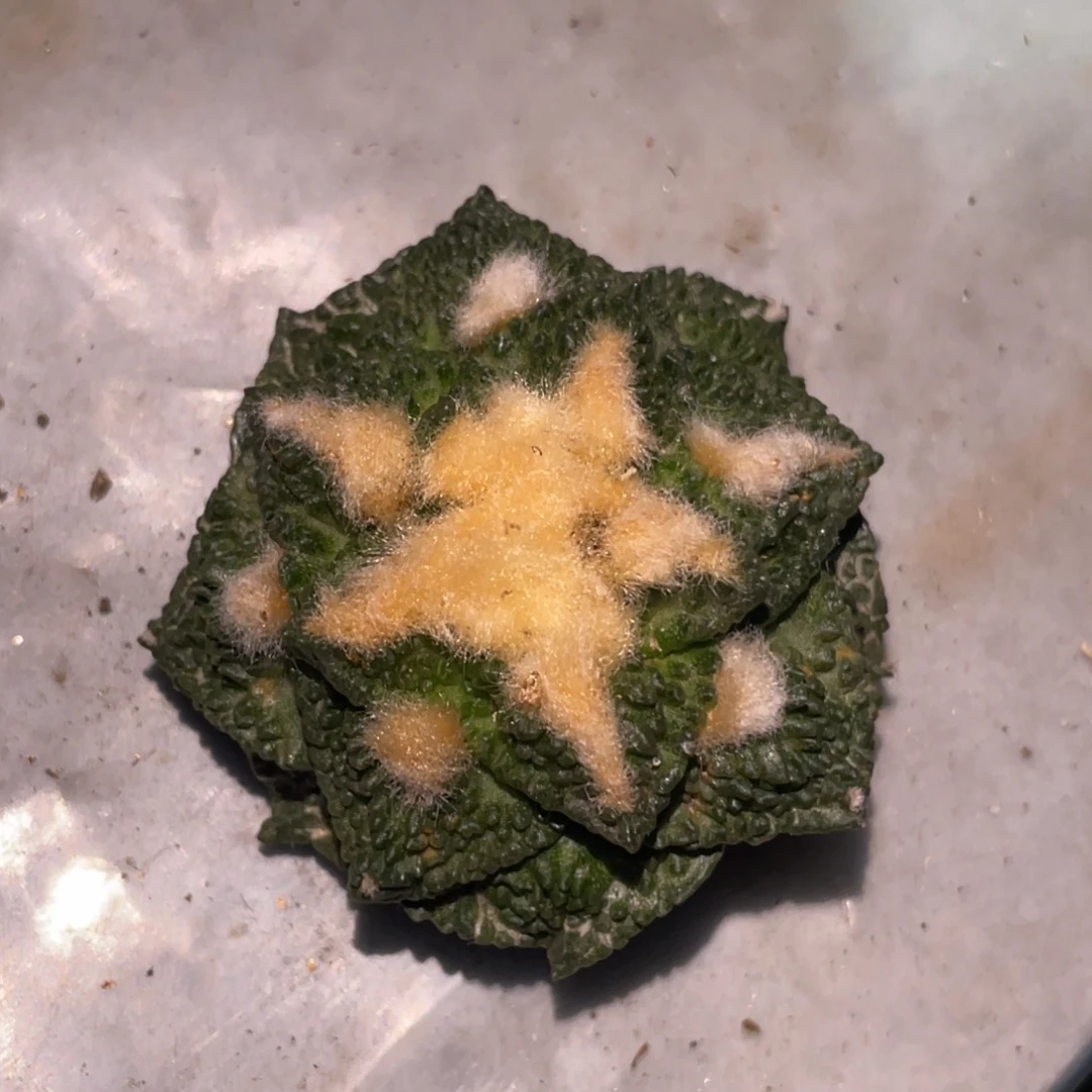 无花朵自根金毛哥斯拉牡丹