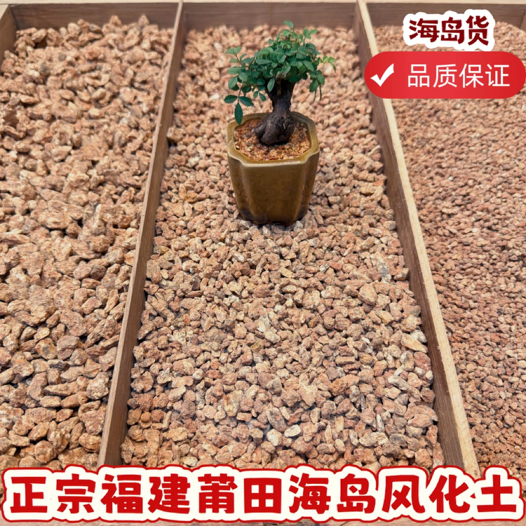 正宗福建莆田海岛风化土无菌无味天然植料石绿植适应快暴根成活快