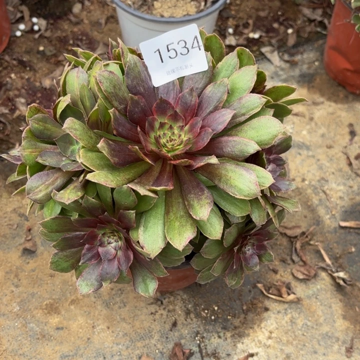 红丝绒多肉处理不包断头1534