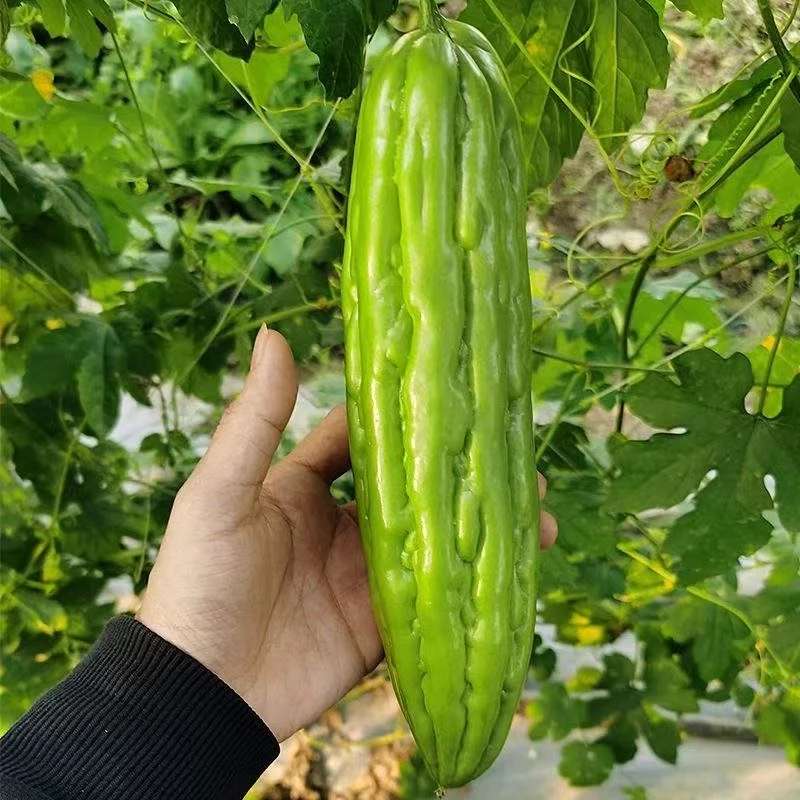 大肉苦瓜种子青皮苦瓜种子阳台绿油苦瓜肉四季苦瓜籽蔬菜种子