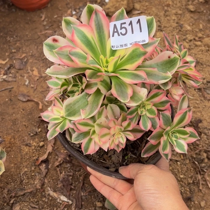 粉女巫多肉植物511.