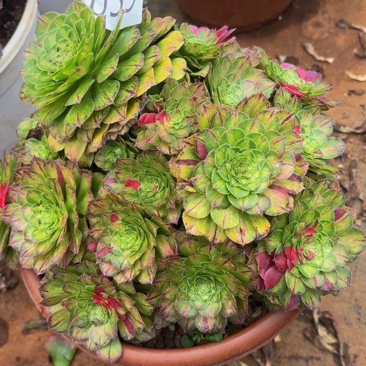 哈哈多肉葡萄福利039