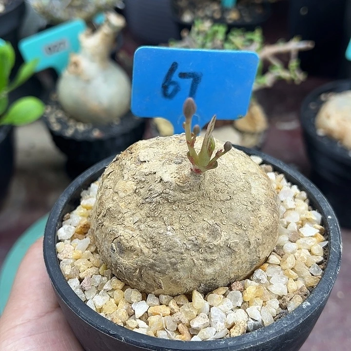 卵叶西番莲产地多肉植物