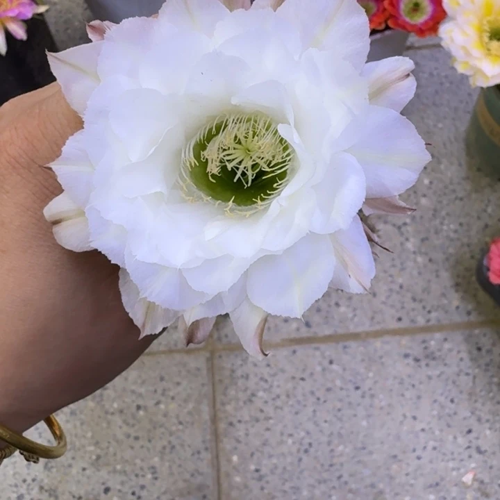 369彩草白咖啡歪无根侧牙4公分左右，20包邮