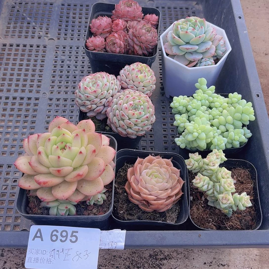 多肉695多肉植物