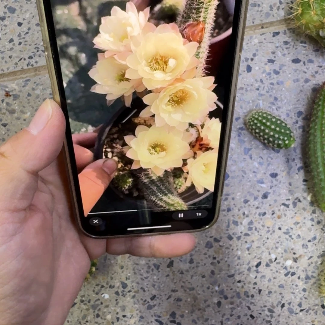 251白檀马尔文3个无根侧牙小，20包邮