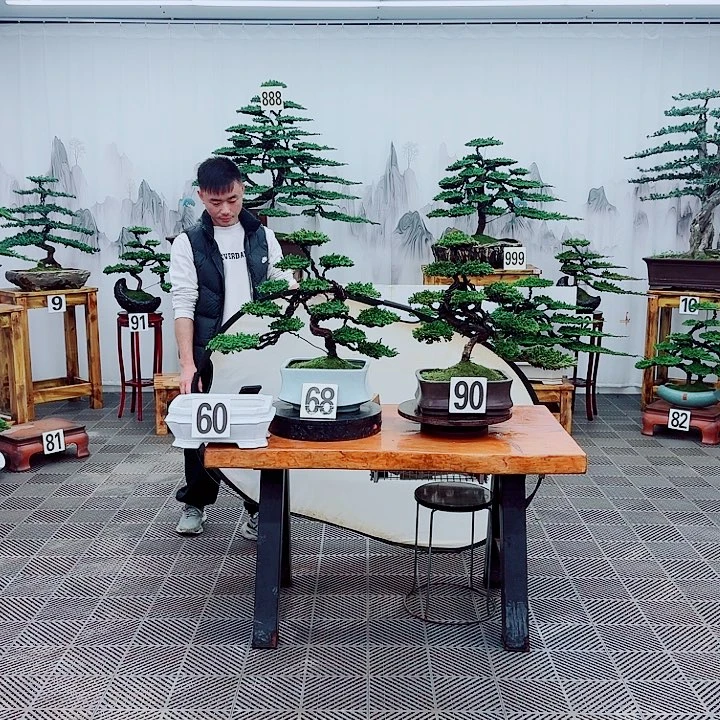 事***意无花朵松柏盆景，一物一拍