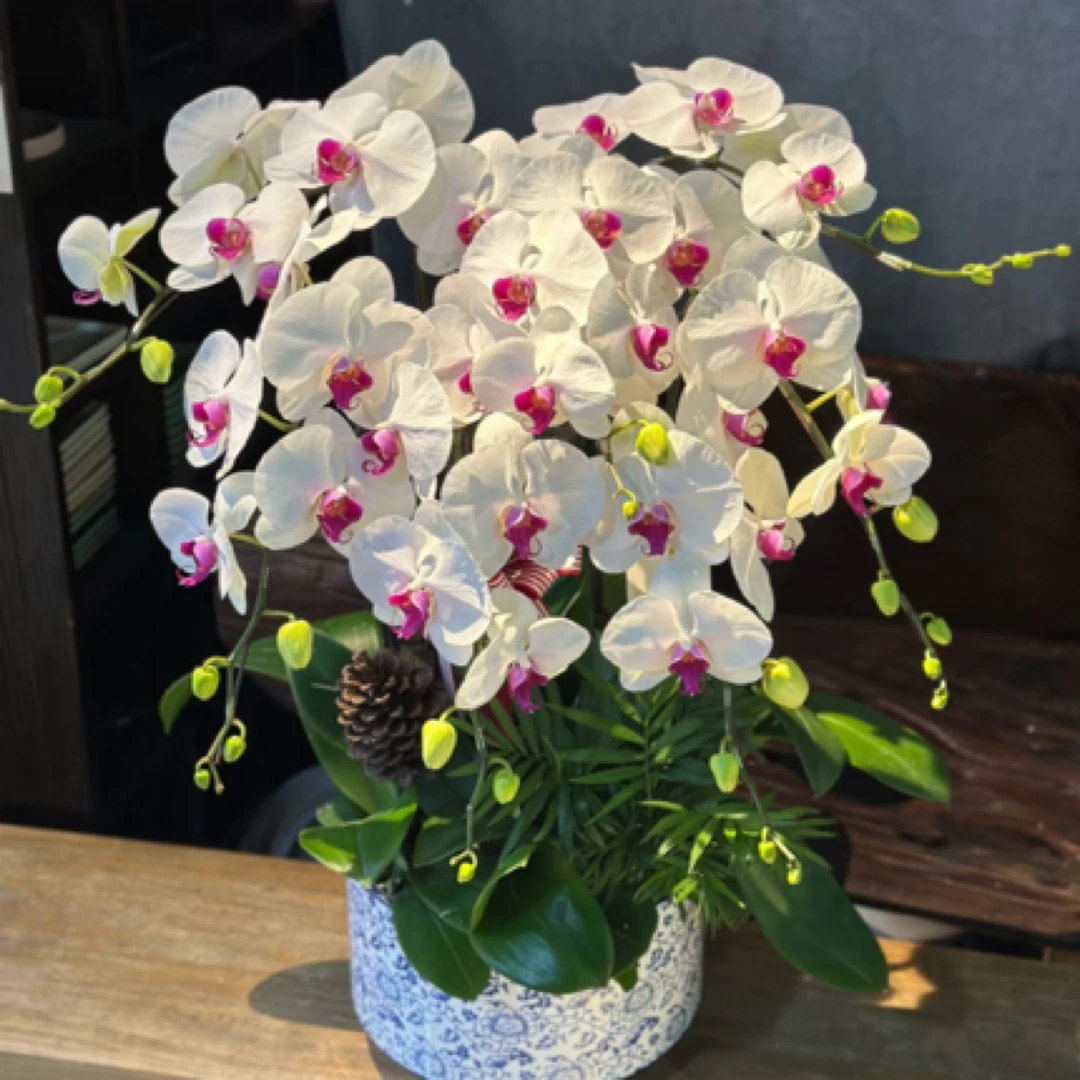 【红唇美人·蝴蝶兰】花卉室内四季开花