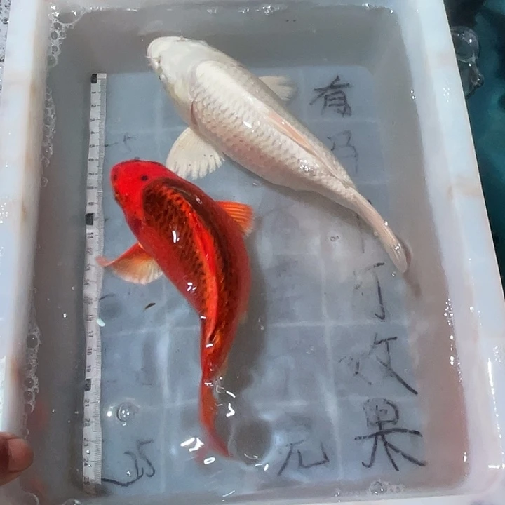 蝴蝶鲤鱼渔场直发28
