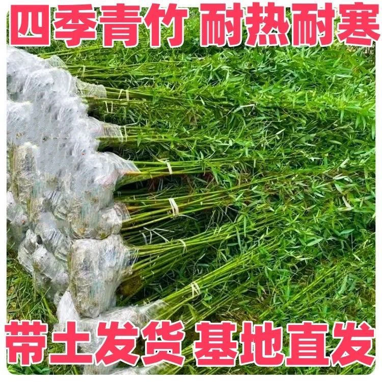 耐寒青竹四季常青庭院植物紫竹竹苗金镶玉罗汉绿化盆栽绿化苗