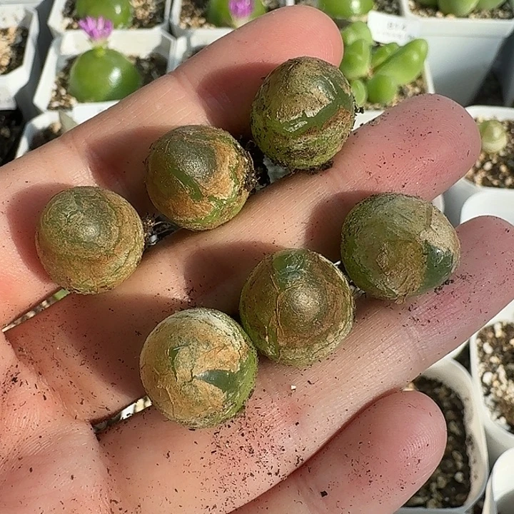 老马生石花钱灯泡804