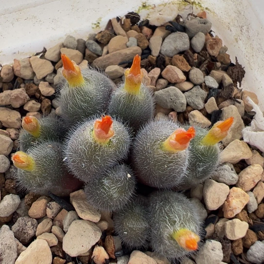 138多肉植物百科植物