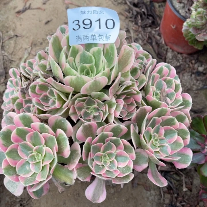 3910女郎的人多肉的