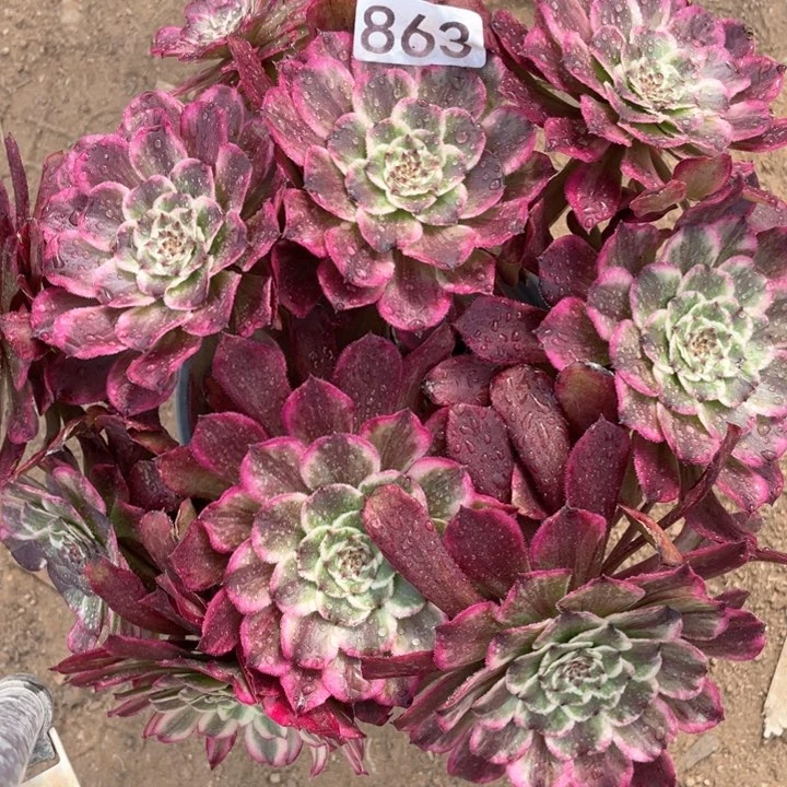 863多肉油彩画植物