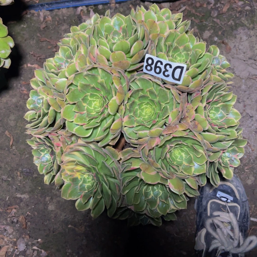 粉花妖16////17包邮