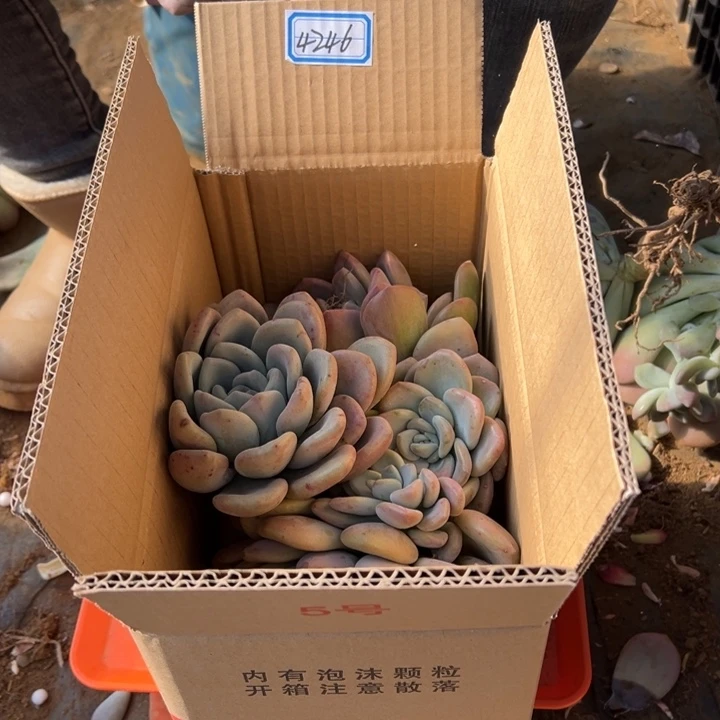 泳***地栽奥普琳娜杆子瑕疵装箱包邮不售后