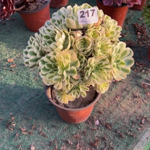 217迈巴赫手捧多肉植物，