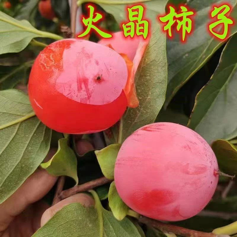 火晶柿子果苗，南北方均适合嫁接流心火晶柿子果苗房前屋后均适合