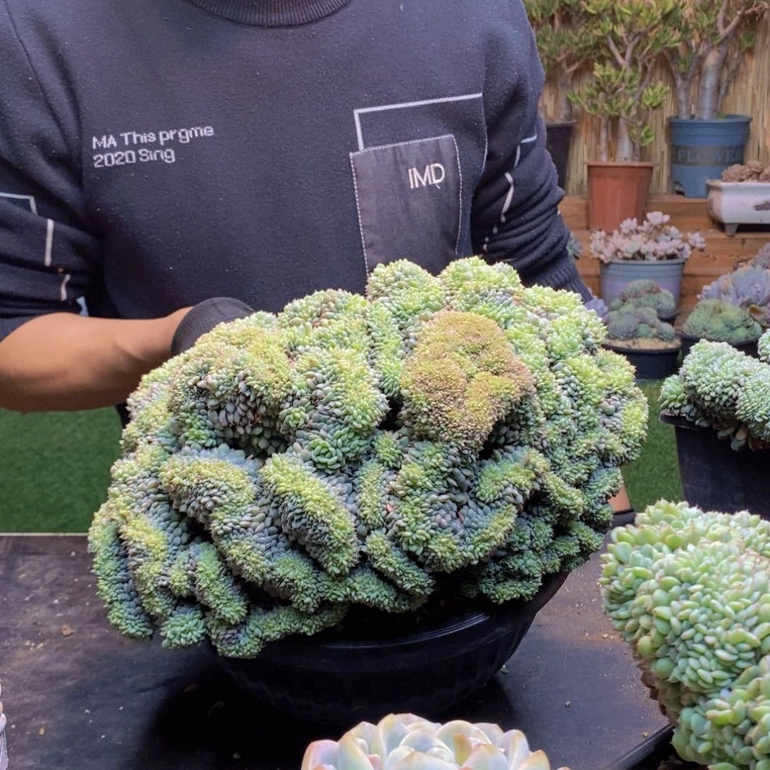 黑***使27号白胖子缀化