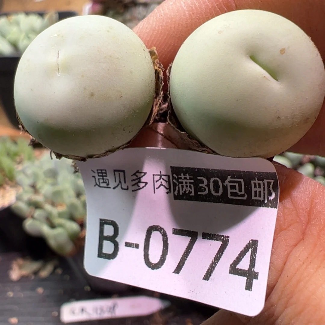 多肉植物1111111111111