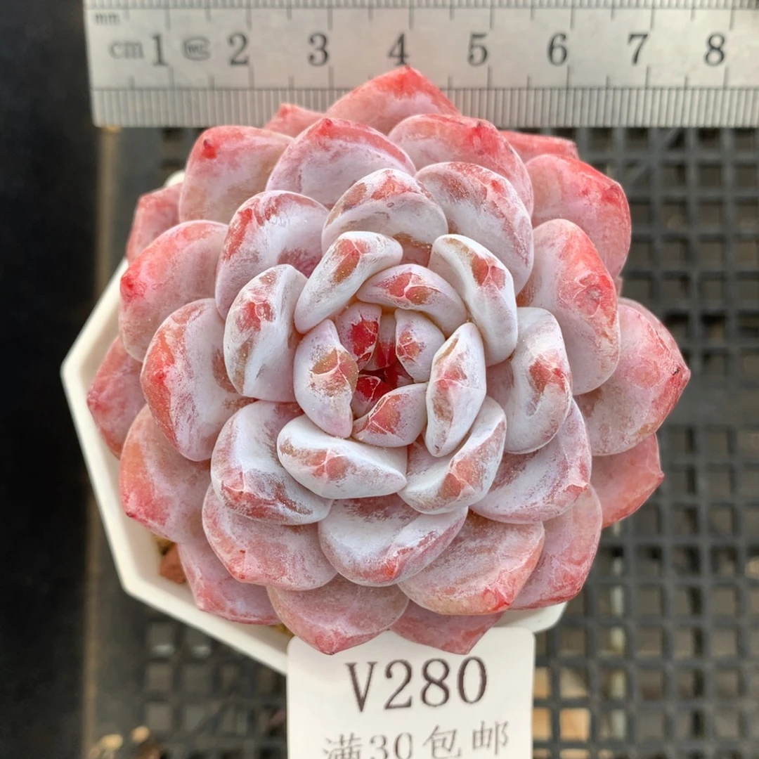 280。糖心星影橙。多肉。