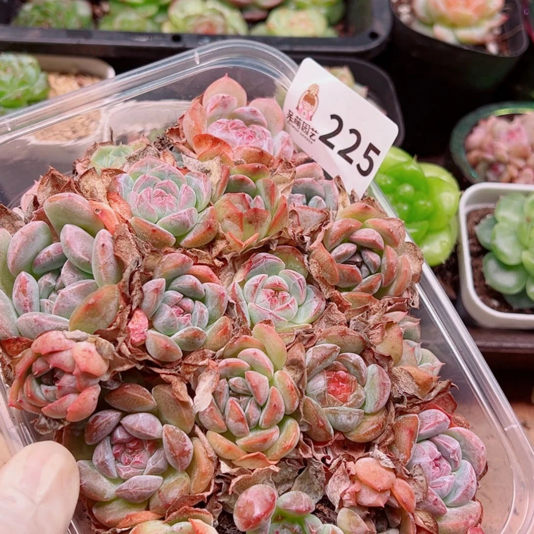 多肉植物多肉植物