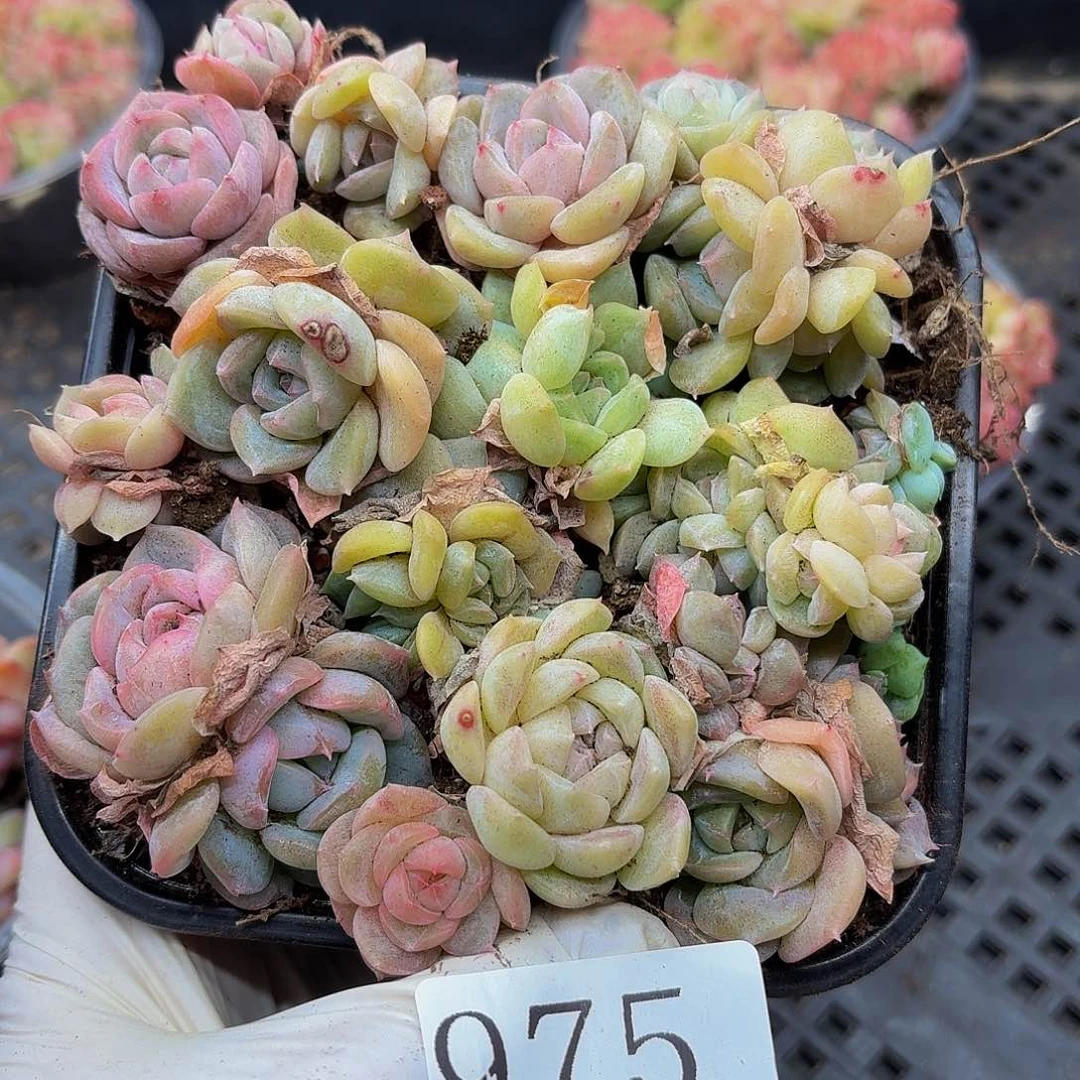 多肉植物多肉植物975