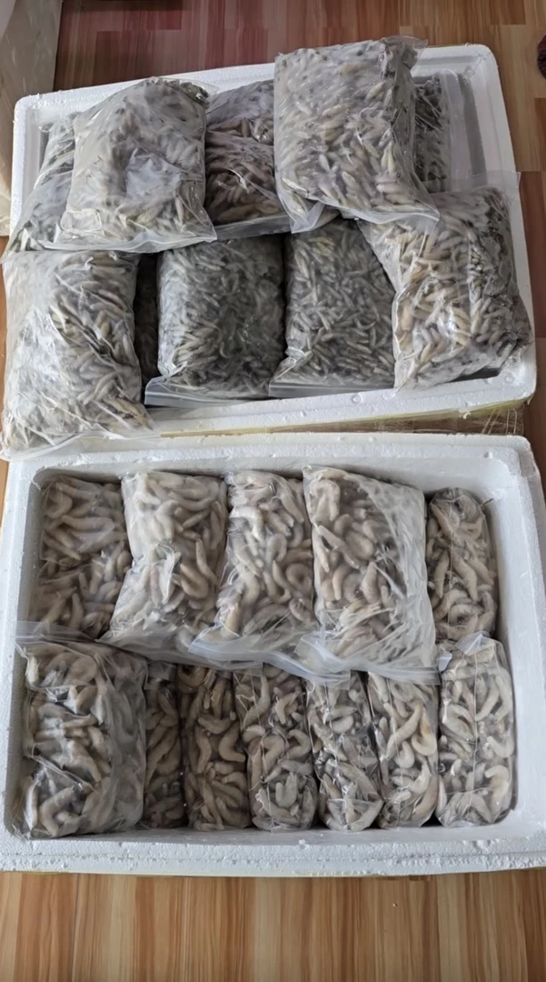 观赏鱼红龙鱼活体纯血统热带鱼宠物鱼幼苗大型鱼
