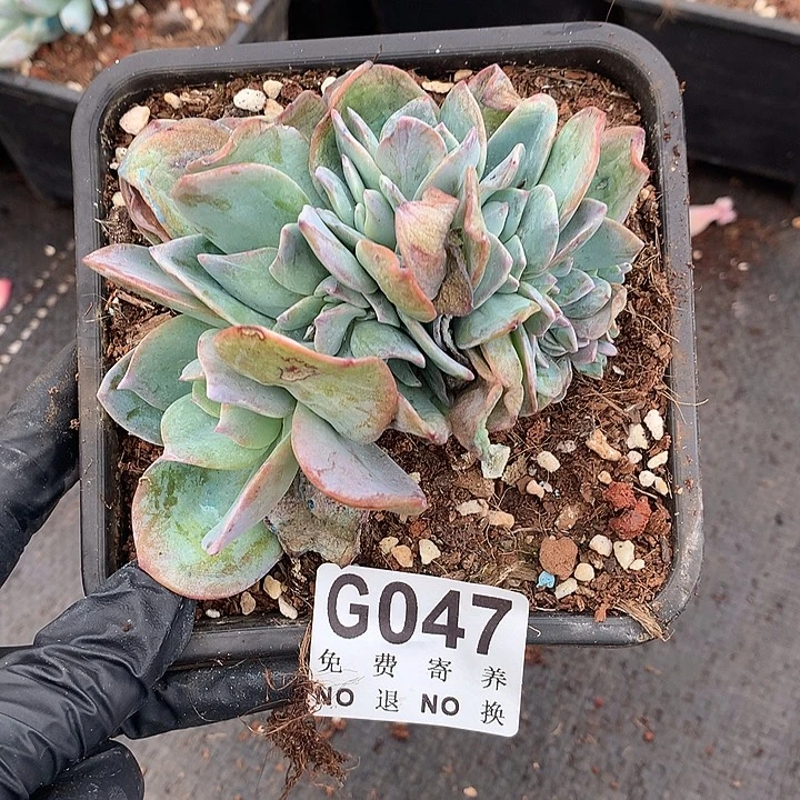 白凤缀化 七夕返场 9.8号后发