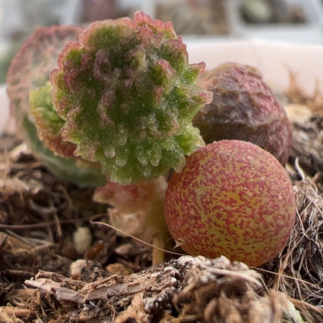 实生新品多肉植物水泡多肉植物